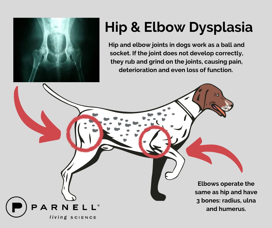 what-is-hip-and-elbow-dysplasia-in-dogs